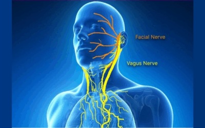 Nerf vague : comprendre, stimuler et renforcer ton système nerveux naturellement