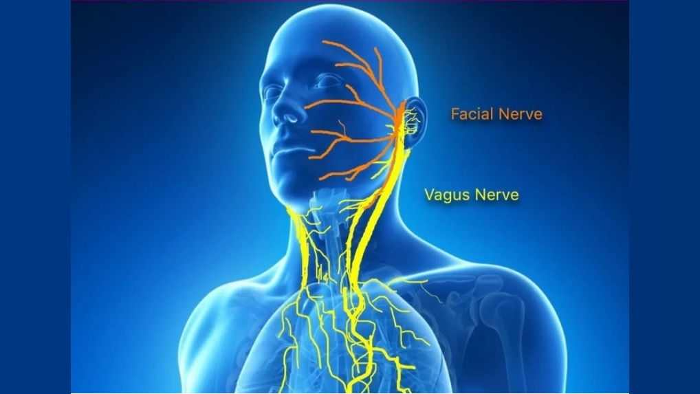 Nerf vague : comprendre, stimuler et renforcer ton système nerveux naturellement